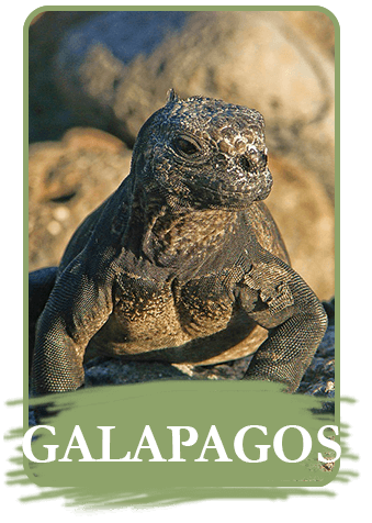 rainforest cruises galapagos