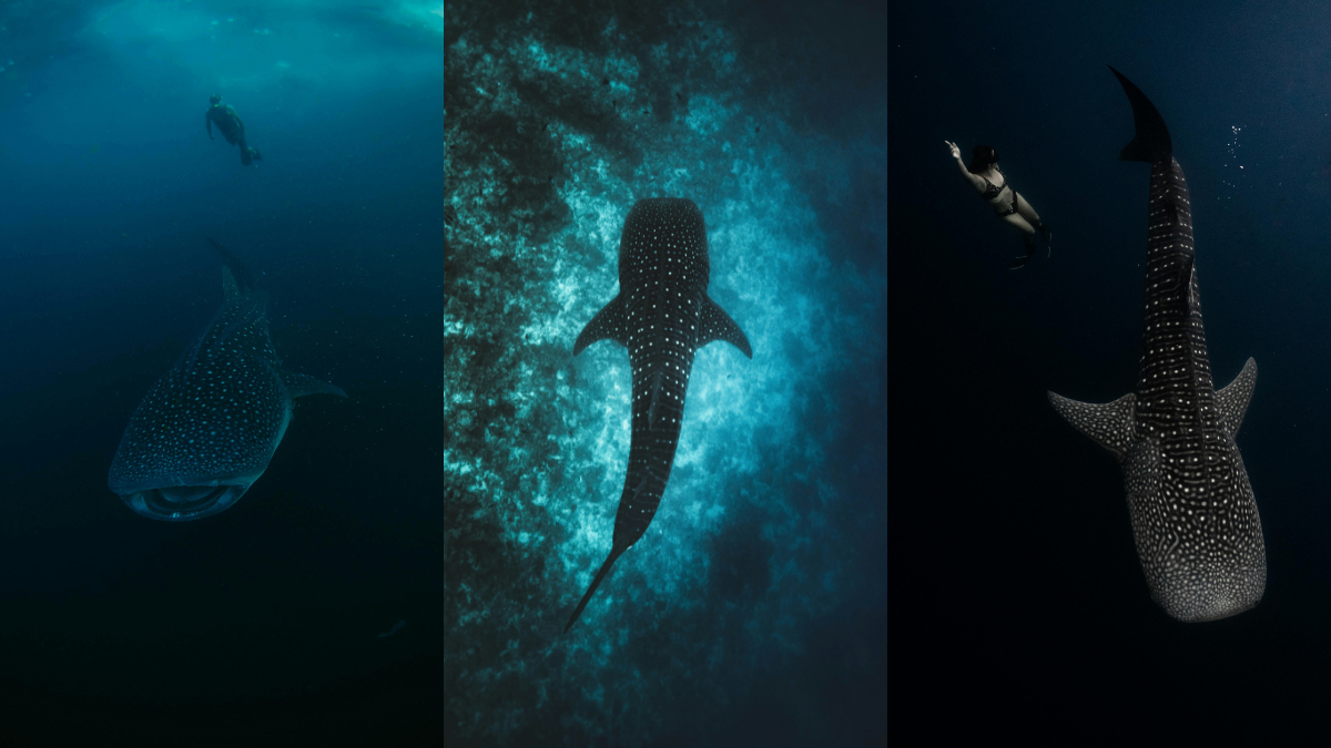 Whale shark swimming at Darwin Island, Galapagos.