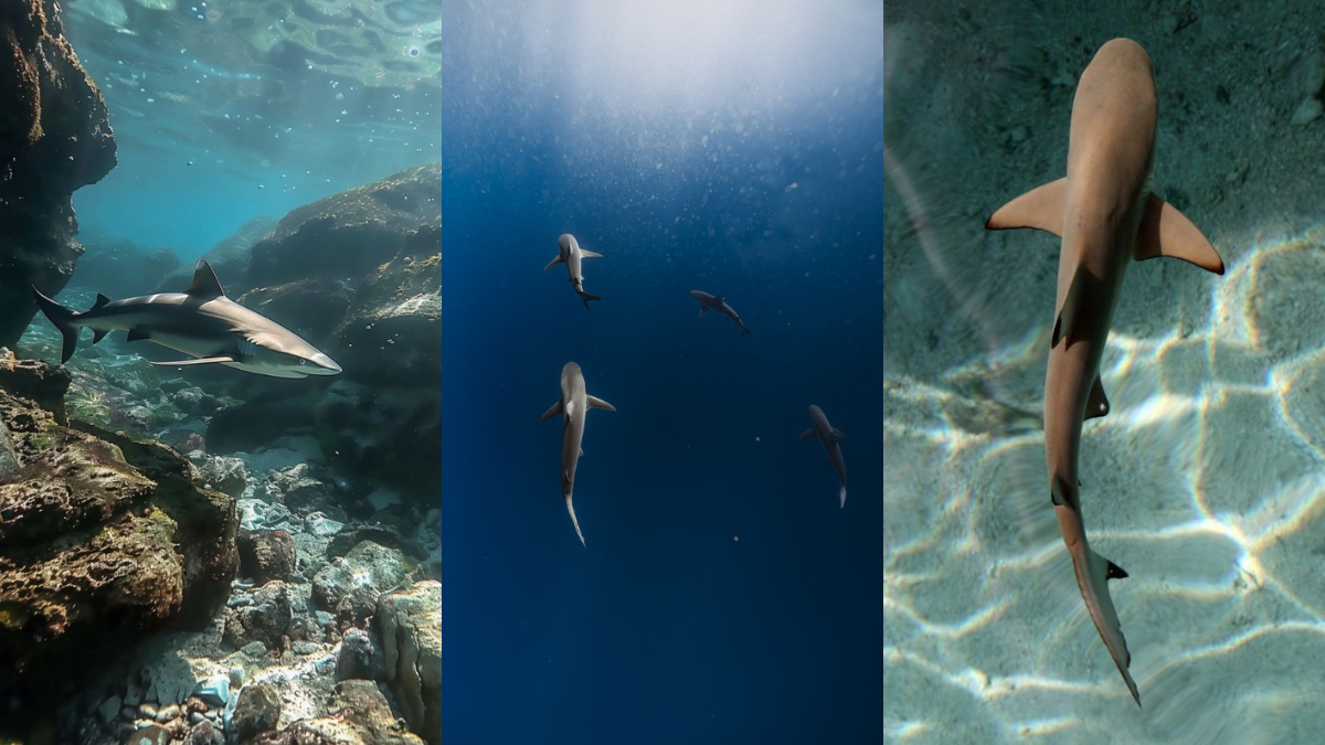 Baby Galapagos shark swimming in shallow coastal waters