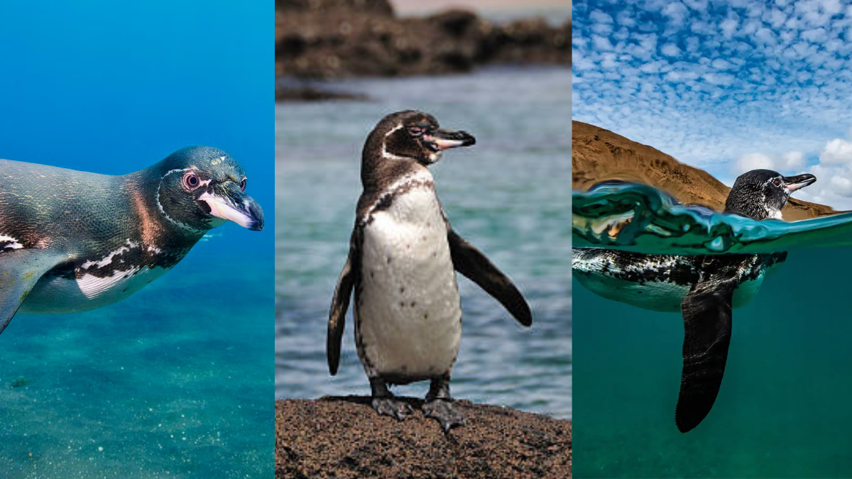 Galapagos Penguin